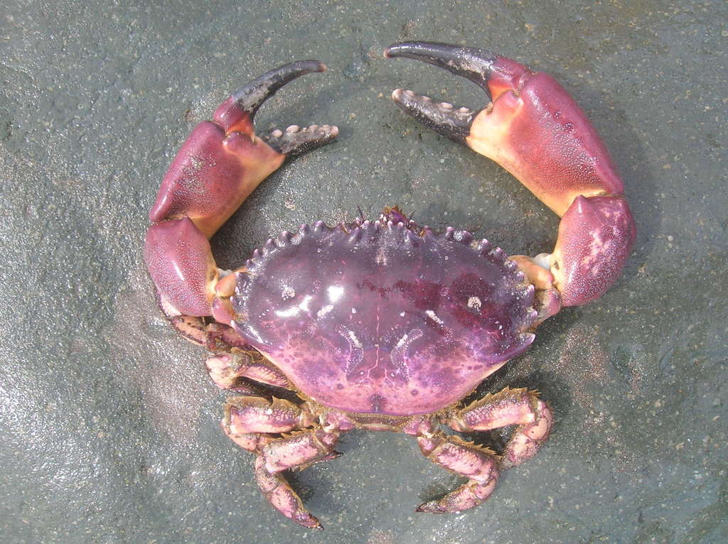 Peruvian violet crab