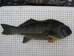 Aplodactylus punctatus