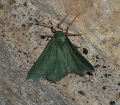 Xerochlora mesotheides