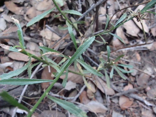Image of Baccharis thesioides by (c) Alexis López Hernández, some rights reserved (CC BY)
