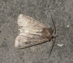 Xestia xanthographa