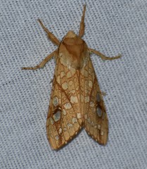 Lophocampa bicolor