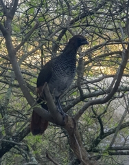 Ortalis squamata