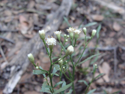 Image of Baccharis thesioides by (c) Alexis López Hernández, some rights reserved (CC BY)