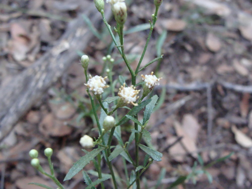 Image of Baccharis thesioides by (c) Alexis López Hernández, some rights reserved (CC BY)