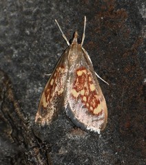 Pyrausta retidiscalis