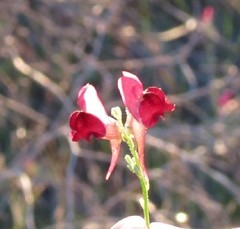 Linaria aeruginea