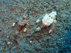 Eurypegasus draconis