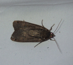 Noctua pronuba