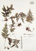 Hymenophyllum microcarpum