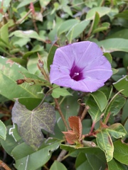 Ipomoea cordatotriloba