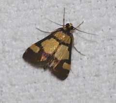 Deuterarcha xanthomela