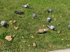 Columba livia domestica