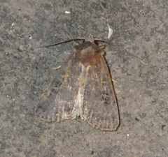 Xestia xanthographa