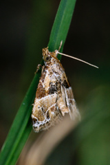 Neodavisia melusina