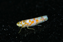 Dikrella maculata