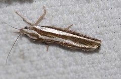 Catoryctis subparallela