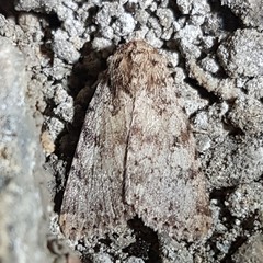 Amphipyra effusa