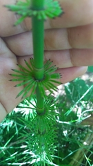 Equisetum myriochaetum