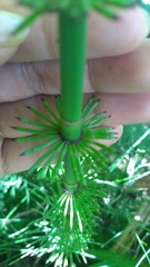 Equisetum myriochaetum
