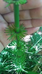 Equisetum myriochaetum