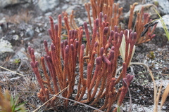 Phlegmariurus cocuyensis