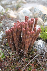 Phlegmariurus brevifolius