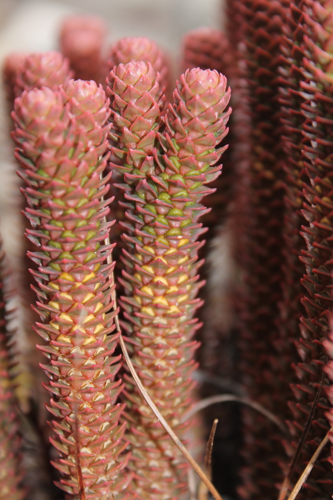 Phlegmariurus brevifolius