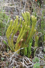 Phlegmariurus capellae