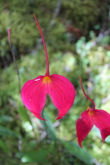 Masdevallia coccinea