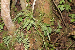 Asplenium peruvianum