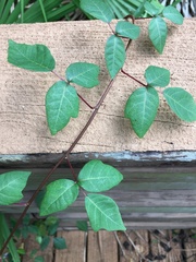 Toxicodendron radicans image