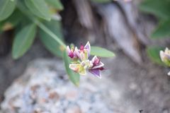 Rhinotropis cornuta cornuta