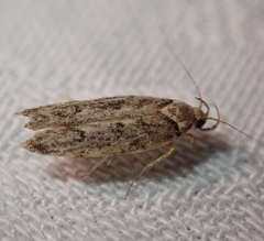 Endrosis sarcitrella