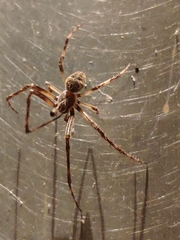 Larinioides sclopetarius