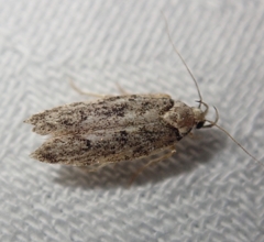 Endrosis sarcitrella