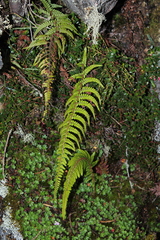 Polystichum nudicaule