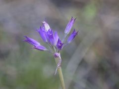 Lophioprason