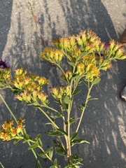 Solidago rigida humilis