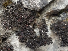 Lathagrium cristatum