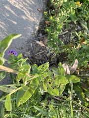 Solidago rigida humilis