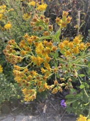 Solidago rigida humilis