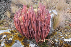 Phlegmariurus cocuyensis