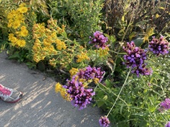 Solidago rigida humilis