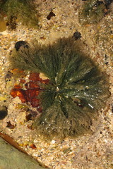 Cladophora rupestris