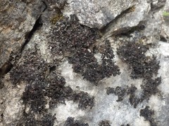 Lathagrium cristatum