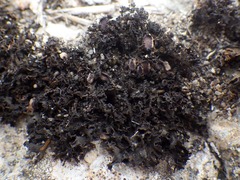 Lathagrium cristatum