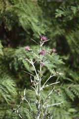 Cirsium douglasii