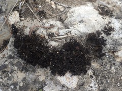 Lathagrium cristatum