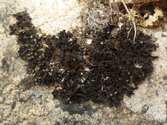 Lathagrium cristatum